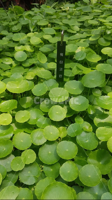 워터코인,식물,여름,초록잎,초록식물,자연,힐링,치유,초록,귀여운,귀여운식물,옹기종기,watercoin,green,cuteness,수목원,대구수목원