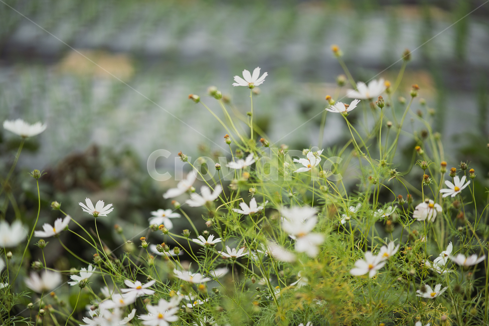 꽃,식물,flowers,botanical,plant,식물,자연,plants,nature,꽃,flower