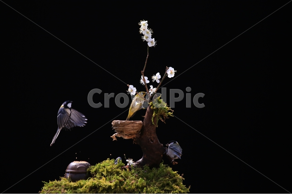 jar,항아리,pottery,도기류,pottedplant,화분,animal,동물,bird,새,plant,식물,tree,나무,새집,이끼,동박새,매화나무,매화,식물,자연,plants,nature,꽃,flower,동물,animal,조류,새,birds