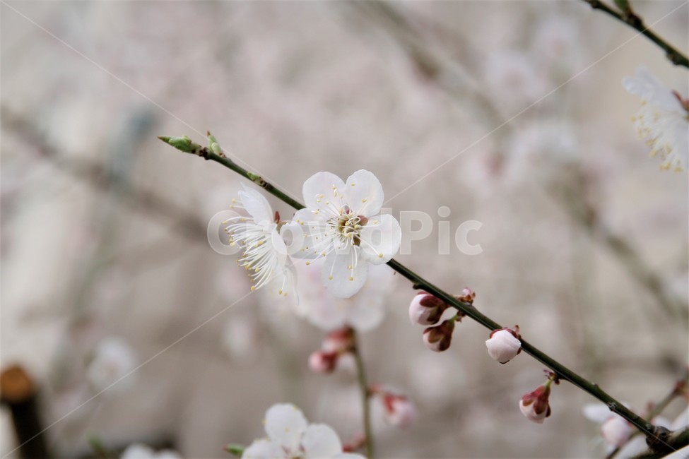 벚꽃,봄,벚꽃나무,벚꽃놀이,꽃,식물,봄,계절,spring,season,식물,자연,plants,nature,꽃,flower,plant,blossom