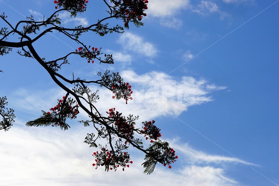 꽃,나무,자연,식물,하늘,파란하늘,flower,sky,nature,크리스마스트리나무,크리스마스트리꽃,외국꽃,열대나무,붉은꽃,redcolor,green,초록,외국자연풍경,구름,식물,자연,plants,nature,꽃,flower