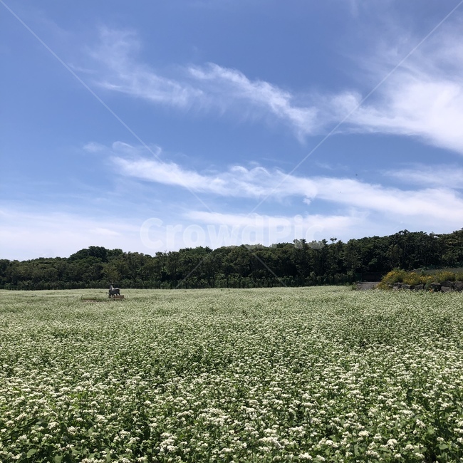 자연,푸른하늘,여름,풍경,메밀밭,메밀,sky,landscape,색깔,색상,feeling,감성,color,색채,색감,파란색,blue,bluesky,nature,colorsense,꽃,flower,white