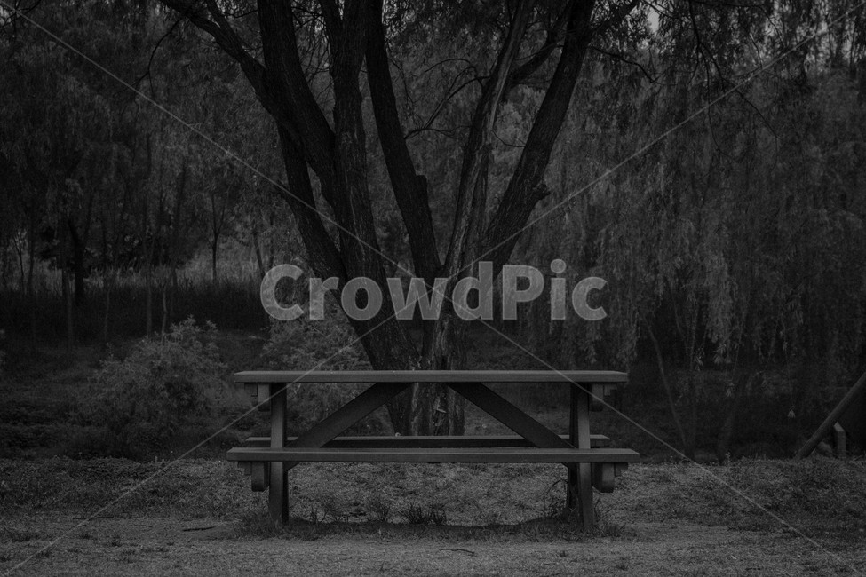 벤치,고독,쓸쓸,나무,tree,lonely,loneliness,bench,식물,자연,plants,nature,나무,trees,wood,흑백,모노톤,monochrome,black and white
