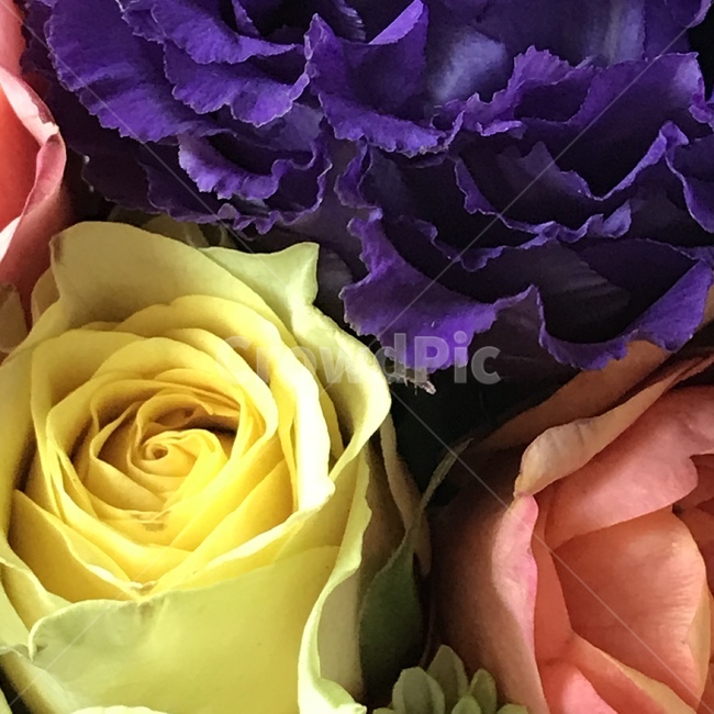 감성,꽃,근접샷,식물,flower