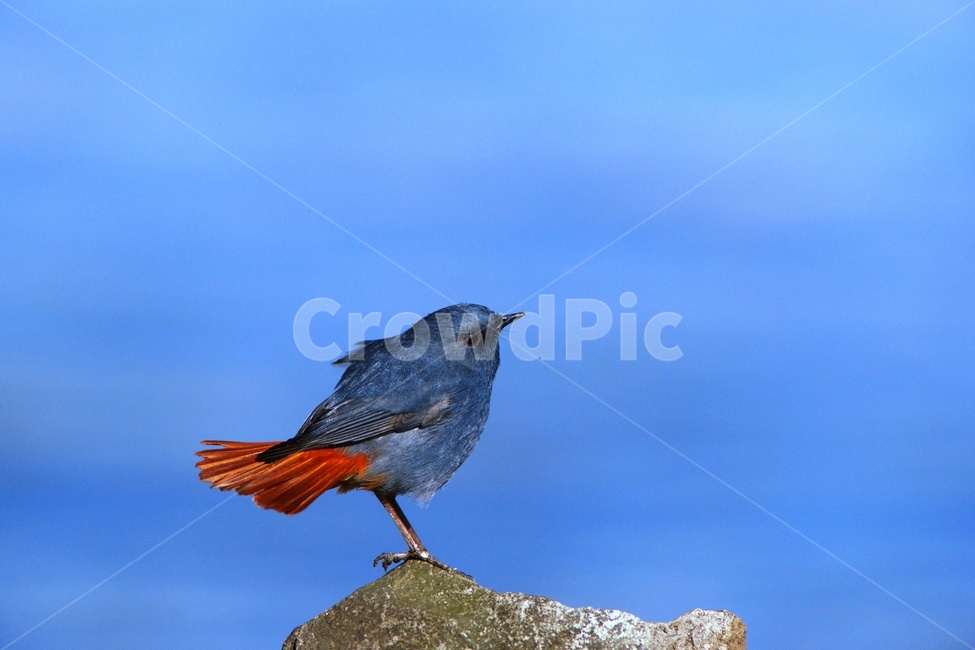부채꼬리바위딱새,조류,미조,새,환경,동물,animal,조류,새,birds