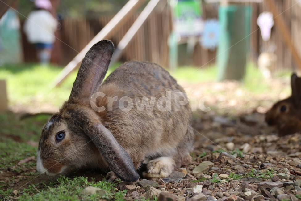 토끼,동물,자연,귀여움,순한,동물,animal,포유류,mammal