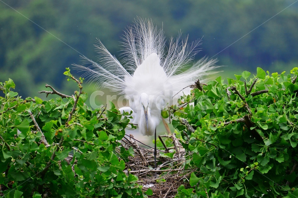 animal,동물,bird,새,egret,백로,백로육추,육추,waterfowl,물새,stork,황새,동물,animal,조류,새,birds