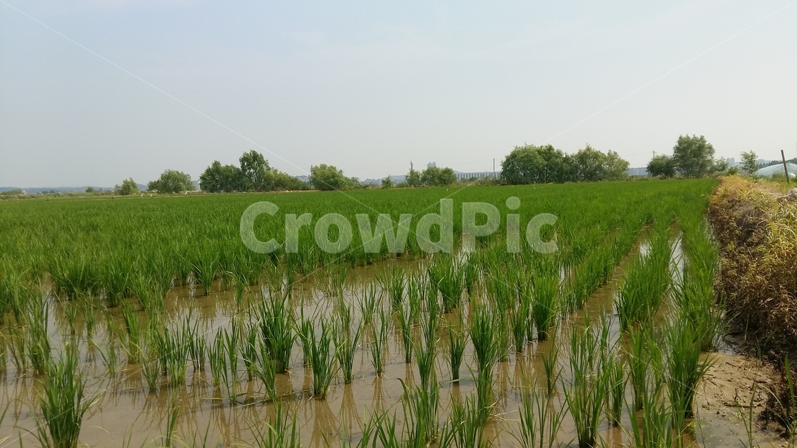 논,모내기,들판,벼,논풍경,산업,industry,industrial,농업,농사,agriculture,farming,farming industry