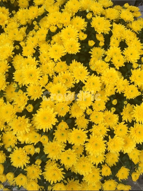 꽃,식물,자연,flower,nature