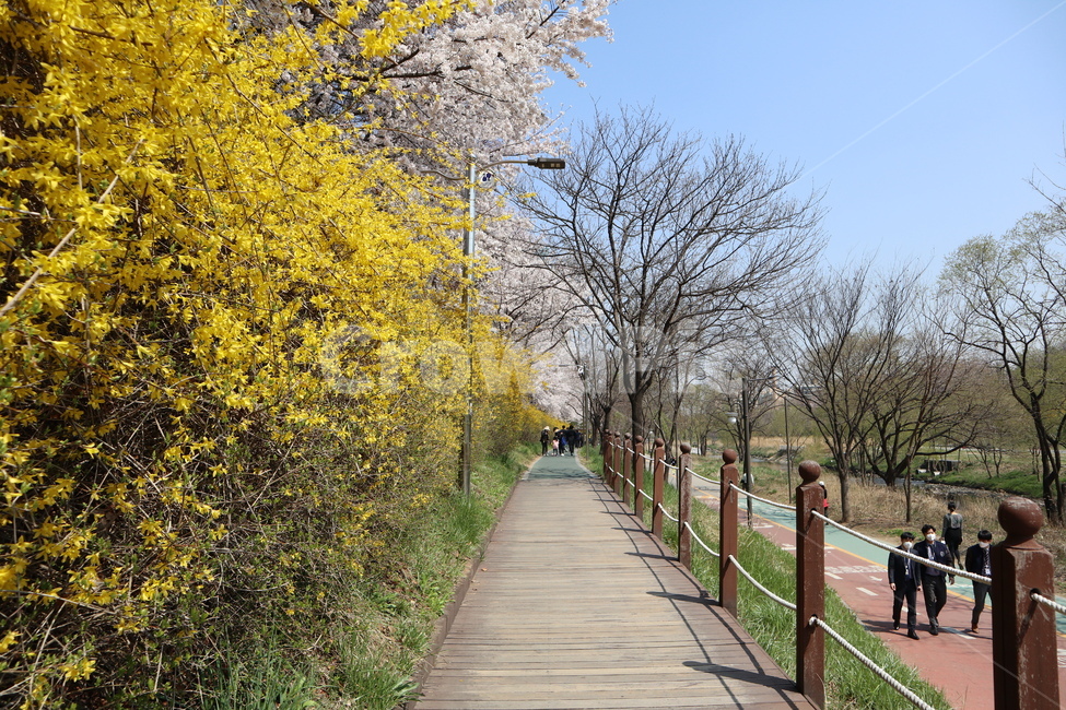 산책로,개나리,꽃,나무,공원,bridge,다리