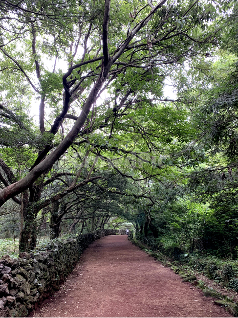 제주,제주도,jeju,나무,tree,비자림,여름,summer,숲,forest,초록,green,식물,plant,풍경,scenery,nature,자연