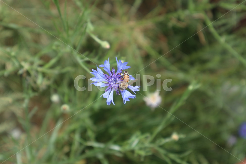꽃,자연,야생화,식물,flower,plants,nature
