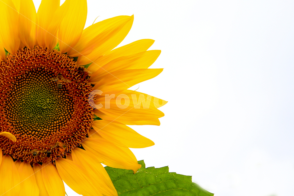해바라기,노랑,감성,기쁨,꽃,자연,식물,자연,plants,nature,꽃,flower