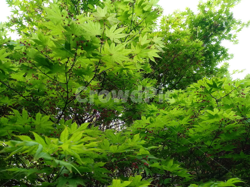 단풍나무,식물,자연,maple,낙엽활엽관목,초록,숲
