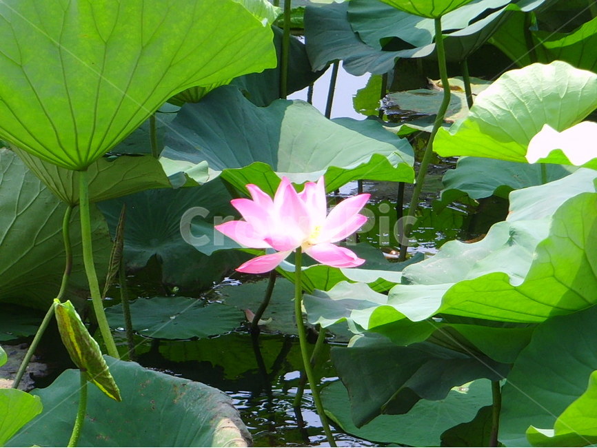 중국,제남,대명호,연꽃,분홍,식물,자연,plants,nature,꽃,flower