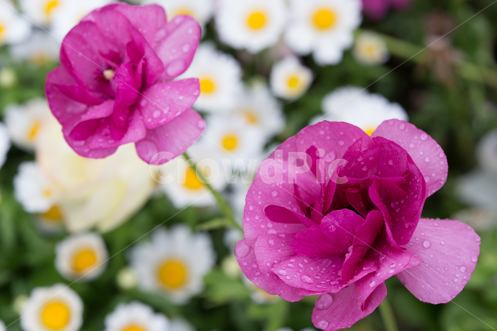 봄,아침이슬,빛방울,보라색꽃,꽃밭,식물,자연,plants,nature,꽃,flower