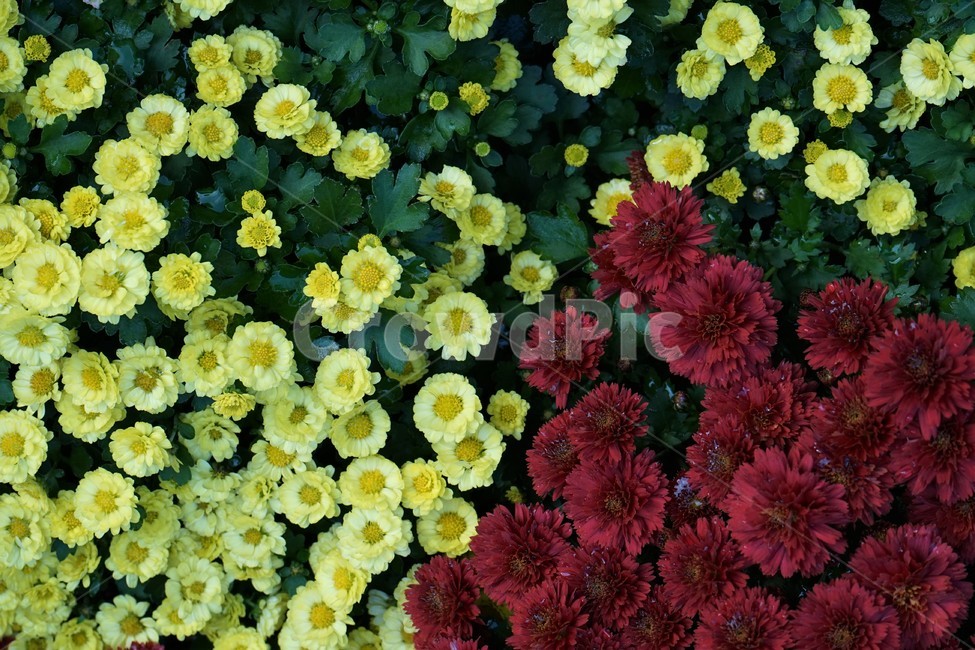 국화,가을,우아함,노랑,꽃,꽃송이,chrysanthemum,autumn,bloom,fall,nature,yellow,elegance,beautiful,plant,flower,계절,season,floral,nobility,고귀함,향기,가을대표,식물,자연,plants,nature,꽃,flower