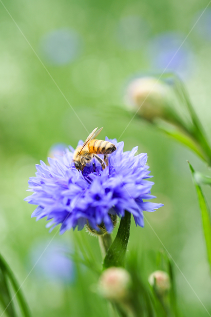 bee,벌,insect,곤충,honeybee,꿀벌,수레국화,꽃,flower,식물,자연,plants,nature,꽃,flower,곤충,벌레,insect,bug
