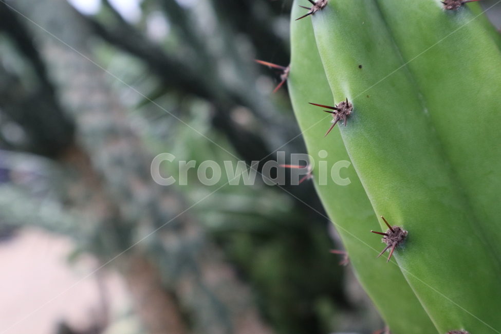 식물,plant,선인장,초록,푸른