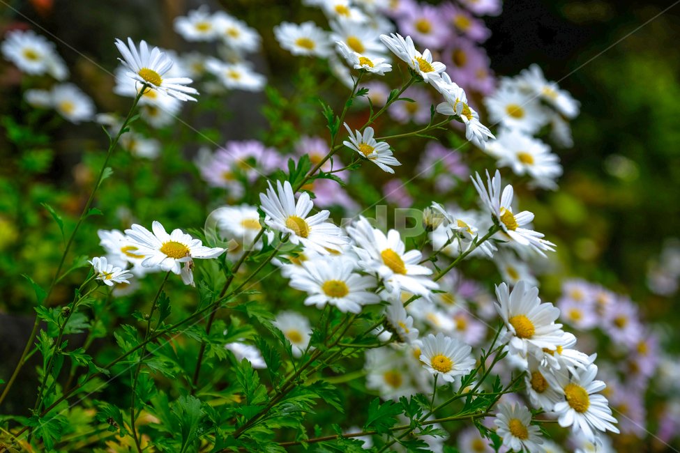 가을,단풍,나무,반영,꽃,국화,연기,아침,안개,식물,자연,plants,nature,꽃,flower
