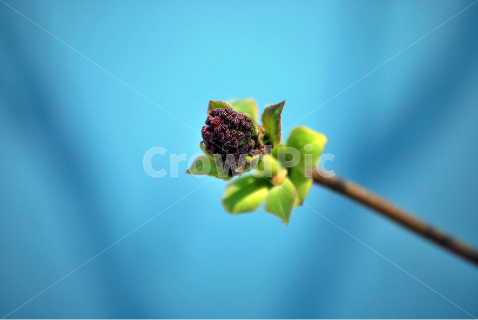 새싹,봄,향기,라일락,배경사진,봄,계절,spring,season,식물,자연,plants,nature,plant,bud,싹,blossom,꽃,sprout,flower