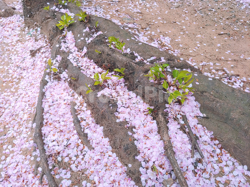 ground,바닥,plant,식물,벚꽃,꽃잎,나무,자연,cherryblossom,tree,nature,flower,blossom