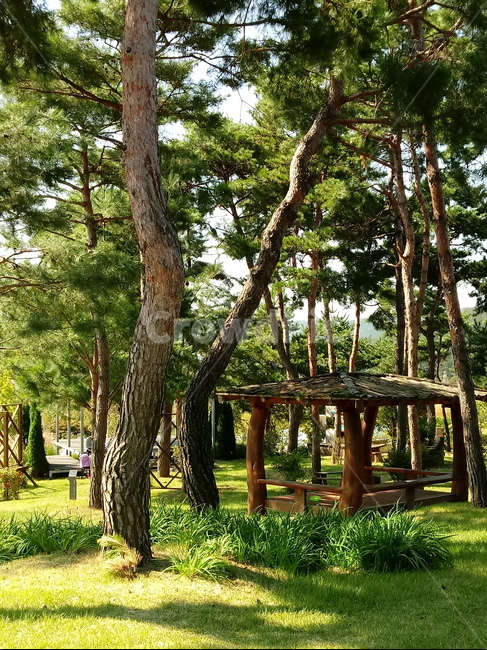 소나무,식물,송유송,여송,자송,청송,상록교목,plant,tree,나무줄기,솔잎,식물,자연,plants,nature,나무,trees,wood