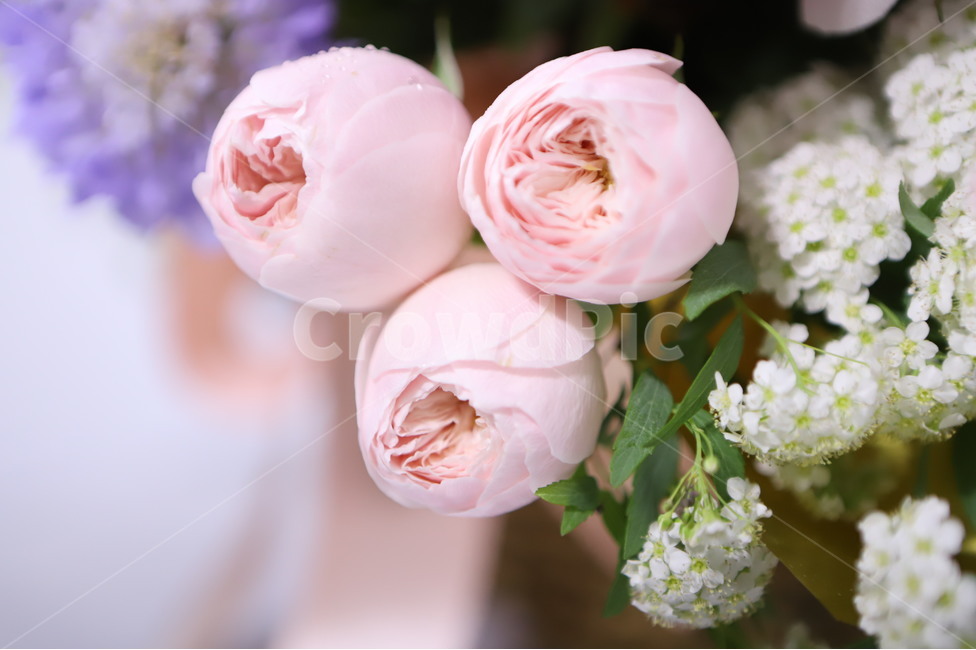 plant,식물,flower,꽃,blossom,flowerarrangement,feeling,sensible,자연,색감,색깔,색채,시즌,nature,감성사진,따뜻한,힐링,감성,배경,계절,만개,봄,근접,꽃봉오리,rose,장미,꽃,flower