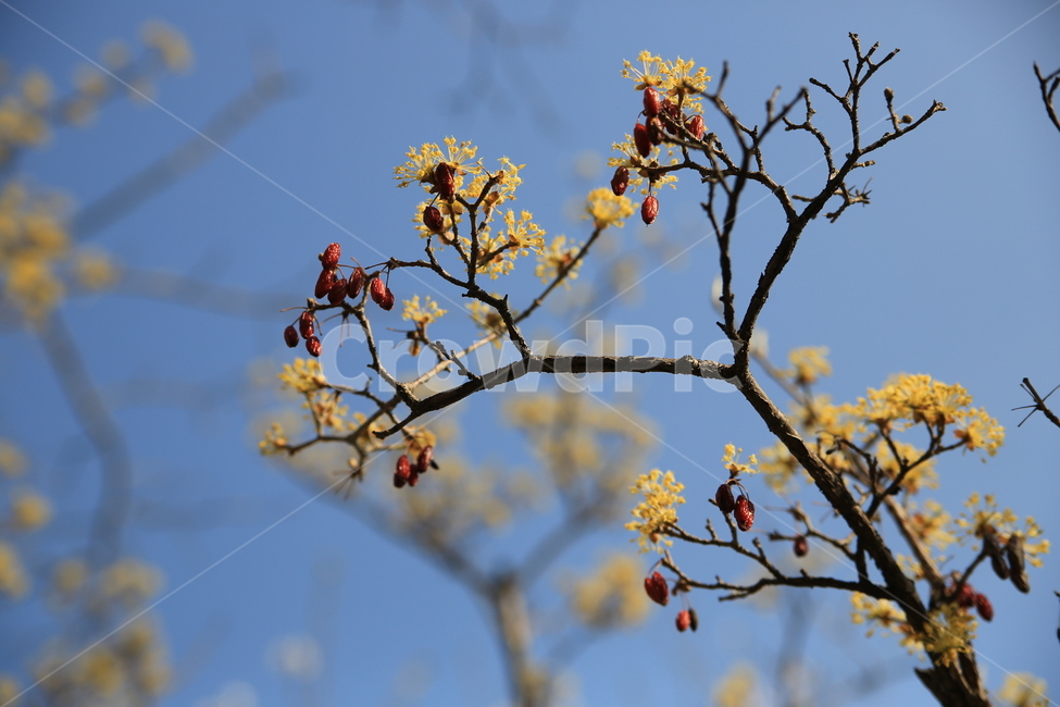 산수유,열매,꽃,봄꽃,노랑,식물,자연,plants,nature,꽃,flower