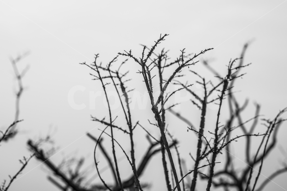 흑백,식물,메마름,가지,우울,식물,자연,plants,nature,흑백,모노톤,monochrome,black and white