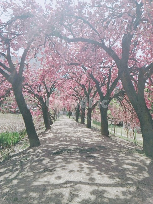 식물,왕벚꽃,겹벚꽃,벚꽃,blossom,flower,자연,풍경,nature,landscape,plant,꽃