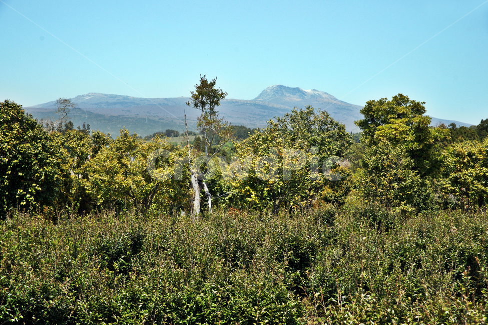 제주,서귀포,올레71코스,올레길,귤밭,밭,한라산,중산간,자연,풍경,nature,landscape,outdoors,옥외,grassland,목초지,field,들