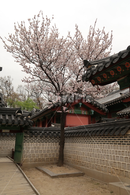 벚꽃,봄꽃,궁궐,궁,창경궁,spring,봄,한국전통,한국문화,korean traditional,korean culture,건축물,건물외관,exterior,building,structure,architecture,construction