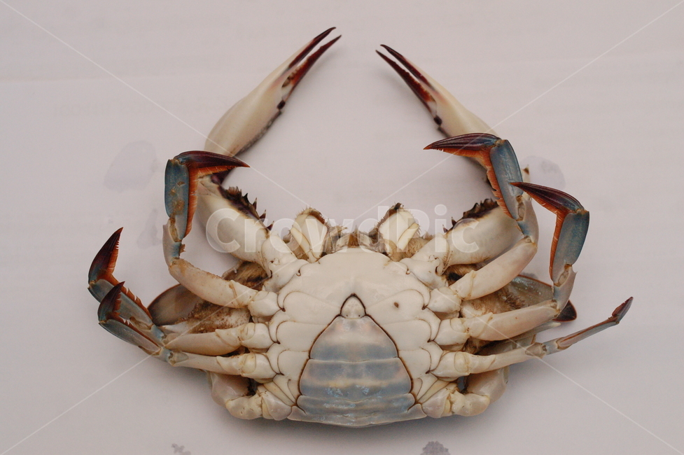 게,집게,crab,꽃게,갑각류,어패류,동물,animal,어류,물고기,fish
