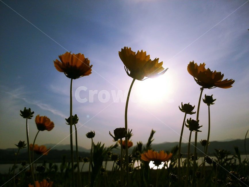 식물,plant,꽃,봄,자연,꽃,flower