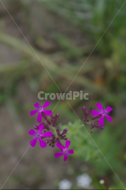 꽃,flower,식물,plant,자연,nature,끈끈이대나물