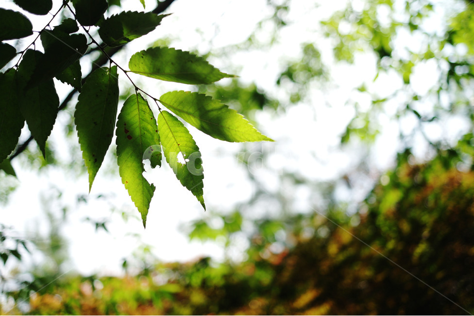 나뭇잎,역광,녹색,그린,여름,식물,자연,plants,nature