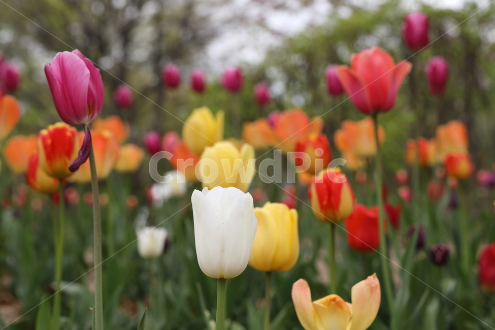 꽃,튤립,꽃밭,봄,계절,색깔,공원,자연,flowers,tulips,spring,season,park,colors,colorful,field,nature,봄,계절,spring,season,식물,자연,plants,nature,꽃,flower,plant,blossom