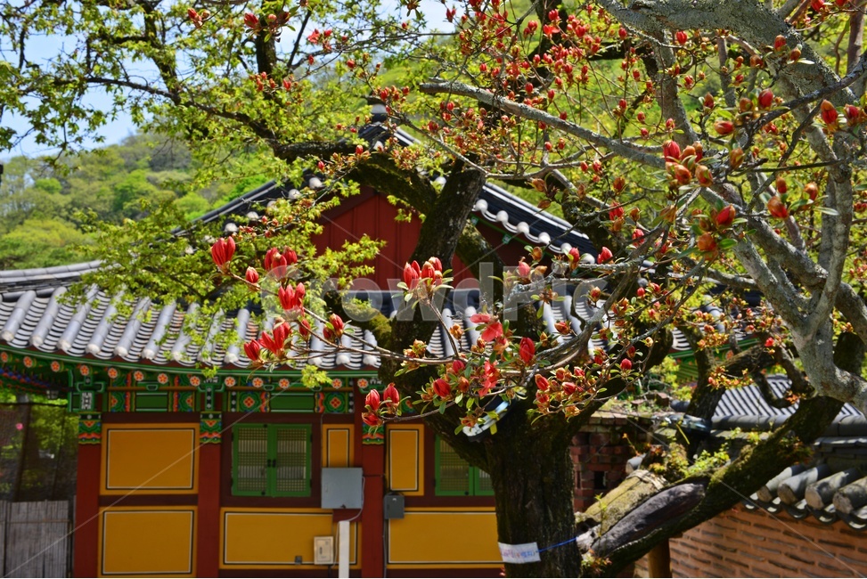 장성,백양사,사찰,절,철쭉,철쭉꽃,꽃,nature,자연,outdoors,봄,계절,옥외,building,건물,architecture,건축물,roof,지붕