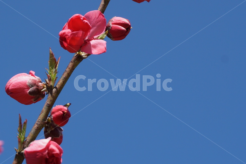 봄,꽃,홍매화,분홍색,꽃잎,파란하늘,꽃봉오리,3월,새순,봄,계절,spring,season,식물,자연,plants,nature,꽃,flower,plant