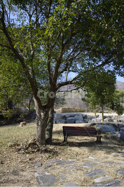 나무,자연,식물,plant,nature,tree,벤치,나무줄기