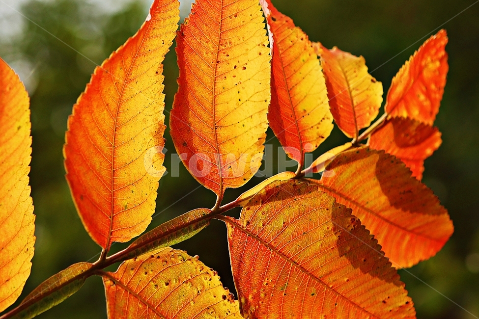 단풍,낙엽,가을,잎,식물,자연,계절,감성,색,색상,나무,공원,가을,계절,fall,autumn,season,veins,정맥