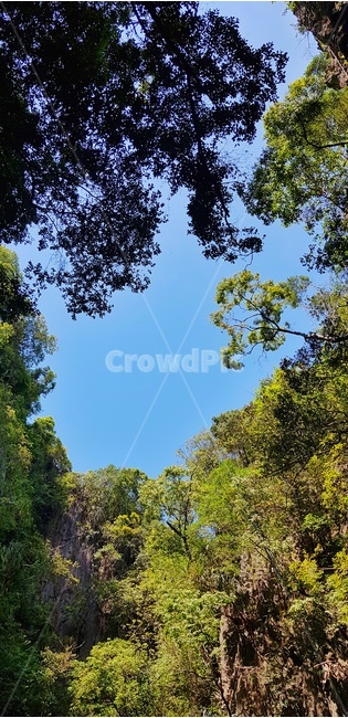 나무,식물,하늘,파란하늘,숲,잎,이파리,초록색,연두색,파란,자연,tree,plant,sky,blue,green,bluesky