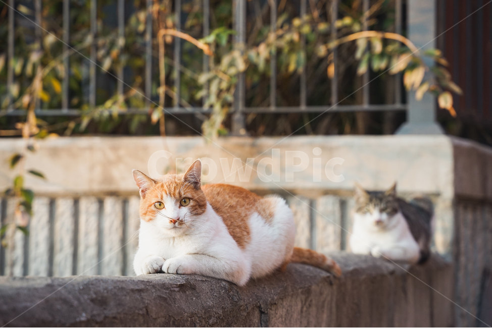 길고양이,고양이,골목,길냥이,냥,코리안숏헤어,집사,새끼,반려동물,pet,포유류,cat,kitten,코숏,휴식,animal,동물,동물,animal,포유류,mammal,고양이,cat,kitten,kitty