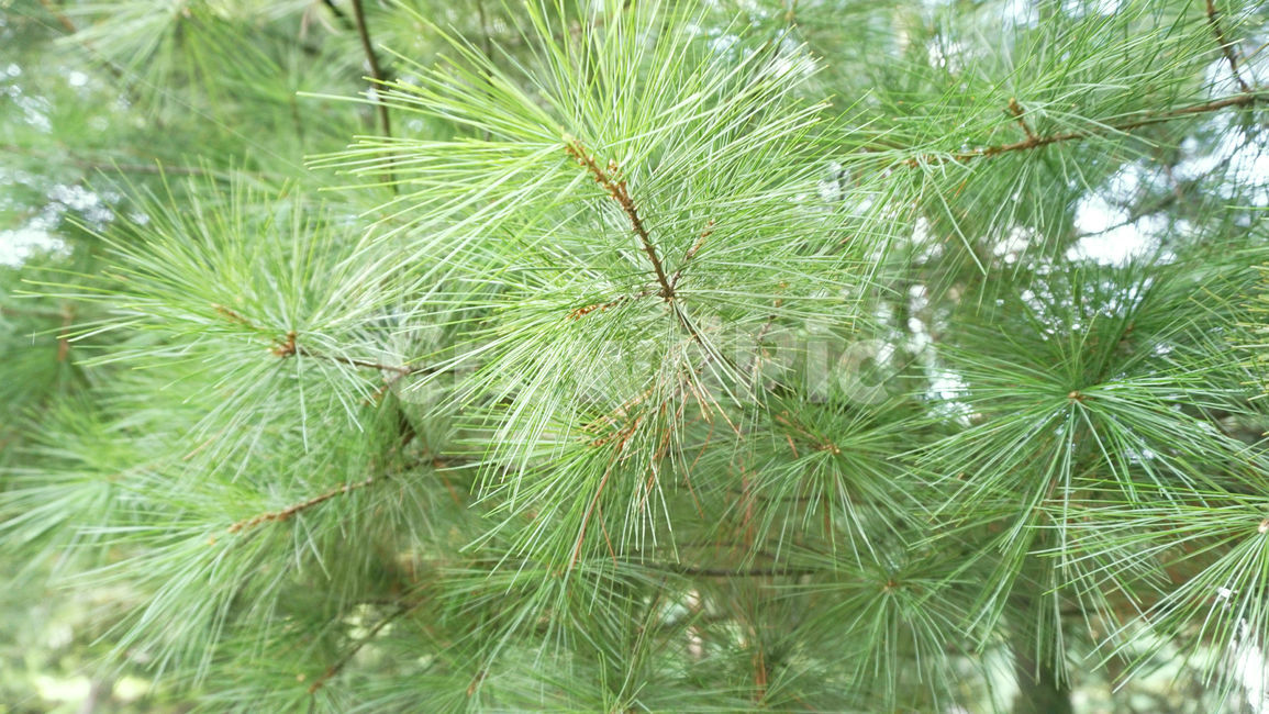 소나무,가시,초록잎,나무,배경화면,식물,솔나무,plant,tree