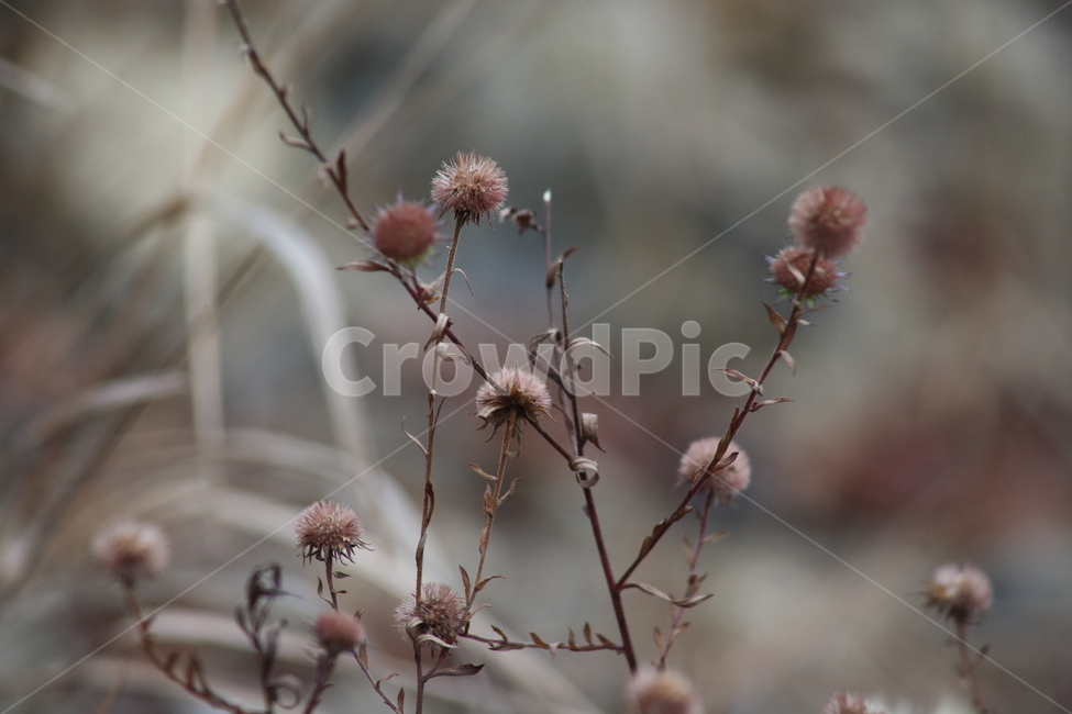 씨앗,종자,번식,식물,seed,식물,자연,plants,nature