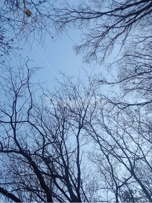 하늘,나무,앙상한,nature,자연