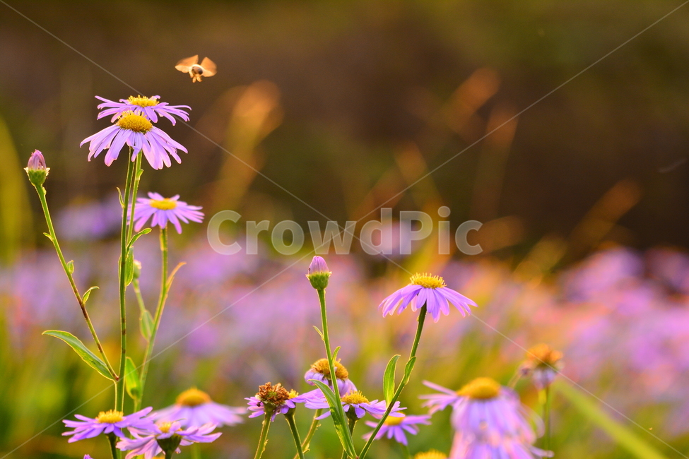 flight,seasons,bee,asteraceae,bee sting,fall flower,flower,fall,at dusk,plant,insect,purple,season,autumn,flapping wings,herb