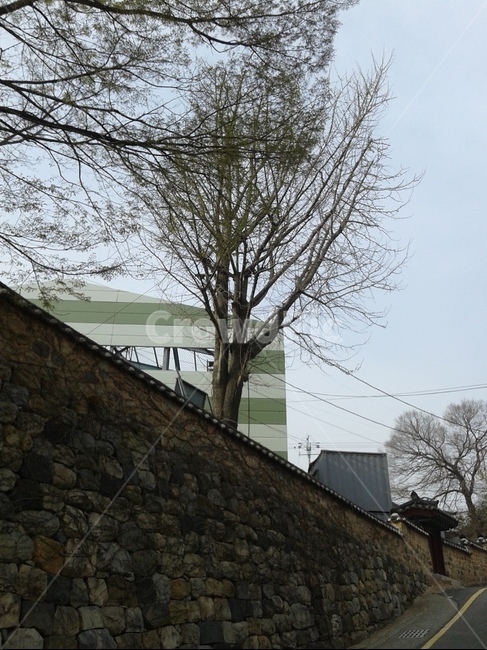 여수,돌담,이교관,돌담위나무,여수관광,한국전통,한국문화,korean traditional,korean culture,식물,자연,plants,nature,나무,trees,wood,건축물,건물외관,exterior,building,structure,architecture,construction