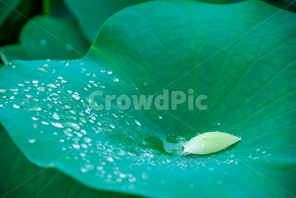 연꽃,lotus,여름꽃,flower,식물,plants,꽃